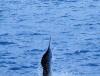 07 Sailfish Jump2.jpg